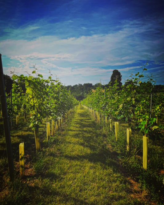 JUNE 2024 - TASTY TASTING NOTES